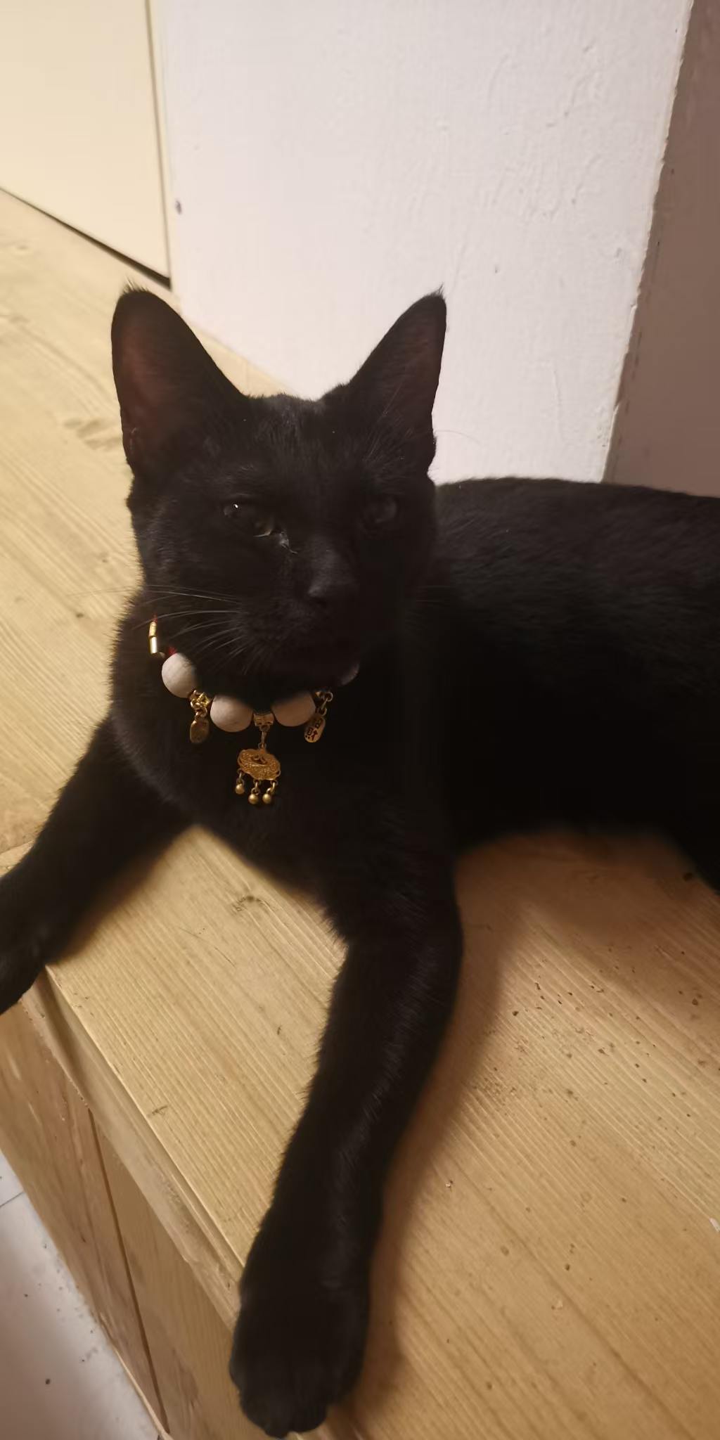 小黑猫回来了，脖子上多了一条红绳金铜钱项圈