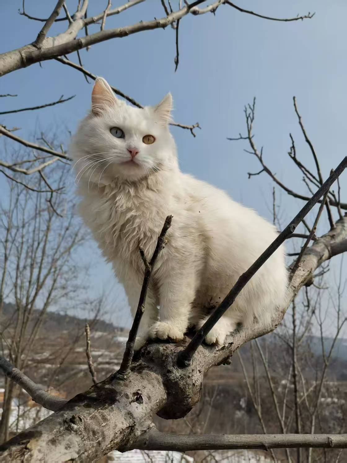 猫在树上