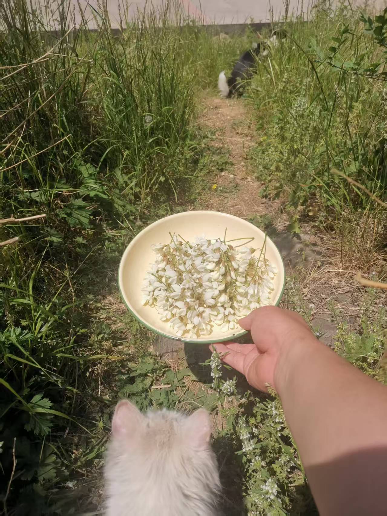 摘花路上