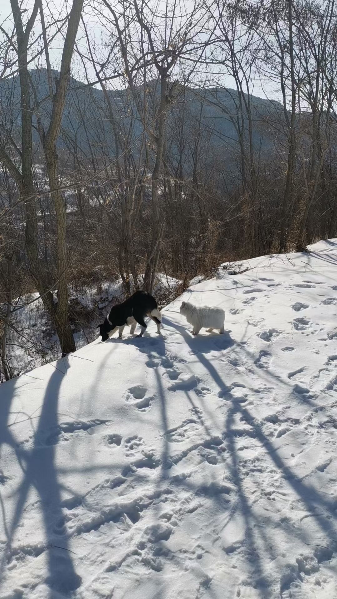 雪地里一起走